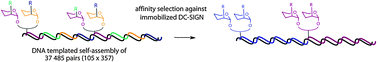 Graphical abstract: Selection of a synthetic glycan oligomer from a library of DNA-templated fragments against DC-SIGN and inhibition of HIV gp120 binding to dendritic cells