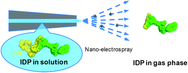 Graphical abstract: Characterisation of an intrinsically disordered protein complex of Swi5–Sfr1 by ion mobility mass spectrometry and small-angle X-ray scattering