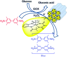 Graphical abstract: One pot glucose detection by [FeIII(biuret-amide)] immobilized on mesoporous silica nanoparticles: an efficient HRP mimic