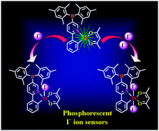 Graphical abstract: Effective phosphorescence quenching in borylated PtII ppy-type phosphors and their application as I− ion sensors in aqueous medium