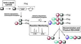 Graphical abstract: Combinatorial ionic catch-and-release oligosaccharide synthesis (combi-ICROS)