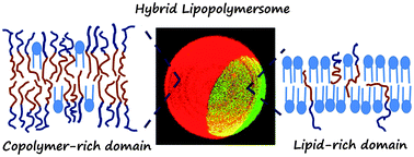 Graphical abstract: Formation and dissolution of phospholipid domains with varying textures in hybrid lipo-polymersomes