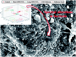 Graphical abstract: Mid-infrared spectroscopic assessment of nanotoxicity in Gram-negative vs. Gram-positive bacteria