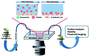 Graphical abstract: On-chip evaluation of platelet adhesion and aggregation upon exposure to mesoporous silica nanoparticles