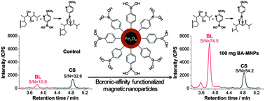 Graphical abstract: A dual role of boronate affinity in high-sensitivity detection of vicinal diol brassinosteroids from sub-gram plant tissues via UPLC-MS/MS
