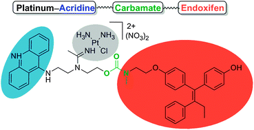 Graphical abstract: Design of a platinum–acridine–endoxifen conjugate targeted at hormone-dependent breast cancer