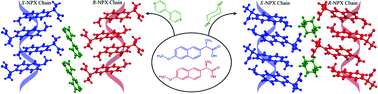 Graphical abstract: Crystal engineering of homochiral molecular organization of naproxen in cocrystals and their thermal phase transformation studies