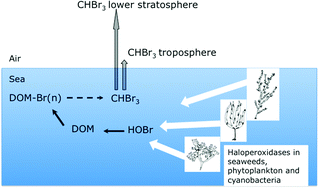 Graphical abstract: The role of vanadium haloperoxidases in the formation of volatile brominated compounds and their impact on the environment