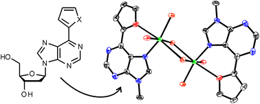 Graphical abstract: 6-Substituted purines containing thienyl or furyl substituents as artificial nucleobases for metal-mediated base pairing