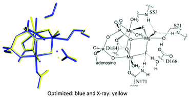 Graphical abstract: Theoretical studies of cyclic adenosine monophosphate dependent protein kinase: native enzyme and ground-state and transition-state analogues
