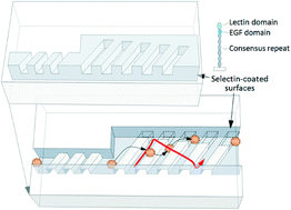 Graphical abstract: A cell rolling cytometer reveals the correlation between mesenchymal stem cell dynamic adhesion and differentiation state