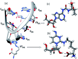 Graphical abstract: Structural significance of modified nucleosides k2C and t6A present in the anticodon loop of tRNAIle
