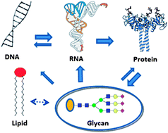 Graphical abstract: Realizing the promise of chemical glycobiology