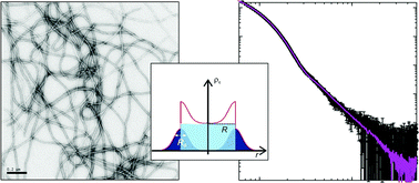 Graphical abstract: Impact of ion valency on the assembly of vimentin studied by quantitative small angle X-ray scattering