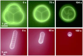 Graphical abstract: Dynamic morphologies of microscale droplet interface bilayers