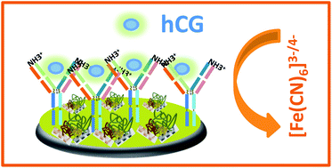 Graphical abstract: Label-free human chorionic gonadotropin detection at picogram levels using oriented antibodies bound to graphene screen-printed electrodes