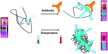 Graphical abstract: A water soluble fluorescent polymer as a dual colour sensor for temperature and a specific protein