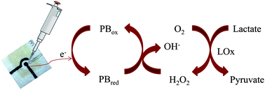 Graphical abstract: Cotton fabric-based electrochemical device for lactate measurement in saliva