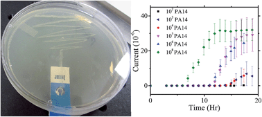 Graphical abstract: Improved monitoring of P. aeruginosa on agar plates