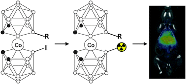 Graphical abstract: COSAN as a molecular imaging platform: synthesis and “in vivo” imaging