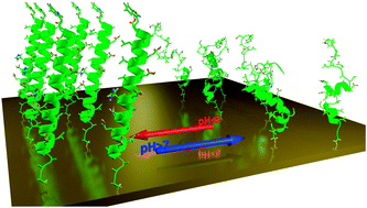 Graphical abstract: Reversible activation of pH-sensitive cell penetrating peptides attached to gold surfaces