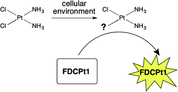 Graphical abstract: Fluorescent sensing of monofunctional platinum species