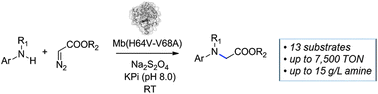 Graphical abstract: Myoglobin-catalyzed intermolecular carbene N–H insertion with arylamine substrates