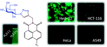 Graphical abstract: Selective fluorogenic imaging of hepatocellular H2S by a galactosyl azidonaphthalimide probe