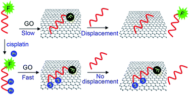 Graphical abstract: Platinated DNA oligonucleotides: new probes forming ultrastable conjugates with graphene oxide