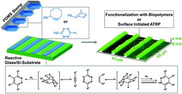 Graphical abstract: Surface patterning with natural and synthetic polymers via an inverse electron demand Diels–Alder reaction employing microcontact chemistry