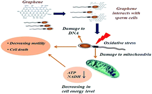 Graphical abstract: Cyto and genotoxicities of graphene oxide and reduced graphene oxide sheets on spermatozoa