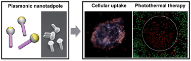 Graphical abstract: Bio-inspired nanotadpoles with component-specific functionality