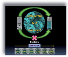 Graphical abstract: Intrinsic peroxidase-like activity of mesoporous nickel oxide for selective cysteine sensing