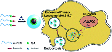 Graphical abstract: Self-assembled micelles of amphiphilic PEGylated rapamycin for loading paclitaxel and resisting multidrug resistant cancer cells