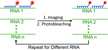Graphical abstract: Multiplexed single-cell in situ RNA analysis by reiterative hybridization