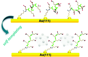 Graphical abstract: Biomimetic vaterite formation at surfaces structurally templated by oligo(glutamic acid) peptides