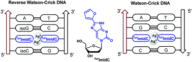 Graphical abstract: Robust silver-mediated imidazolo-dC base pairs in metal DNA: dinuclear silver bridges with exceptional stability in double helices with parallel and antiparallel strand orientation