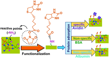 Graphical abstract: Chemical derivatization and biofunctionalization of hydrogel nanomembranes for potential biomedical and biosensor applications