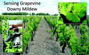 Graphical abstract: First detection of the presence of naturally occurring grapevine downy mildew in the field by a fluorescence-based method