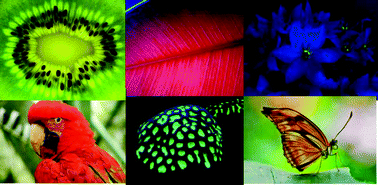 Graphical abstract: Reviewing the relevance of fluorescence in biological systems