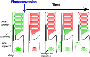 Graphical abstract: Applications of phototransformable fluorescent proteins for tracking the dynamics of cellular components