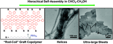 Graphical abstract: Ultra-large sheet formation by 1D to 2D hierarchical self-assembly of a “rod–coil” graft copolymer with a polyphenylene backbone