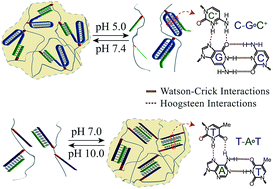 Graphical abstract: pH-responsive and switchable triplex-based DNA hydrogels