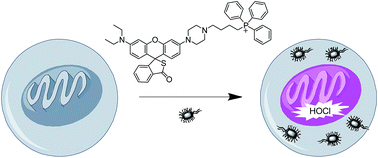 Graphical abstract: HOCl can appear in the mitochondria of macrophages during bacterial infection as revealed by a sensitive mitochondrial-targeting fluorescent probe