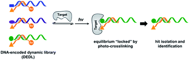 Graphical abstract: Design, preparation, and selection of DNA-encoded dynamic libraries