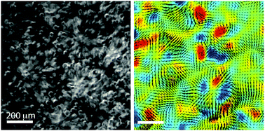 Graphical abstract: Multiscale flow in an electro-hydrodynamically driven oil-in-oil emulsion