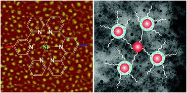 Graphical abstract: An asymmetric A–B–A′ metallo-supramolecular triblock copolymer linked by Ni2+–bis-terpyridine complexes at one junction