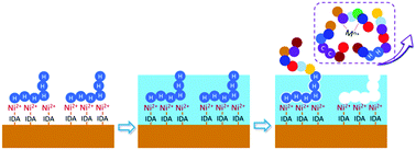 Graphical abstract: Epitope imprinting enhanced IMAC (EI-IMAC) for highly selective purification of His-tagged protein