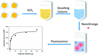 Graphical abstract: A fluorescence-based method to directly quantify antibodies immobilized on gold nanoparticles