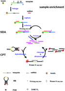 Graphical abstract: Signal amplification of microRNAs with modified strand displacement-based cycling probe technology